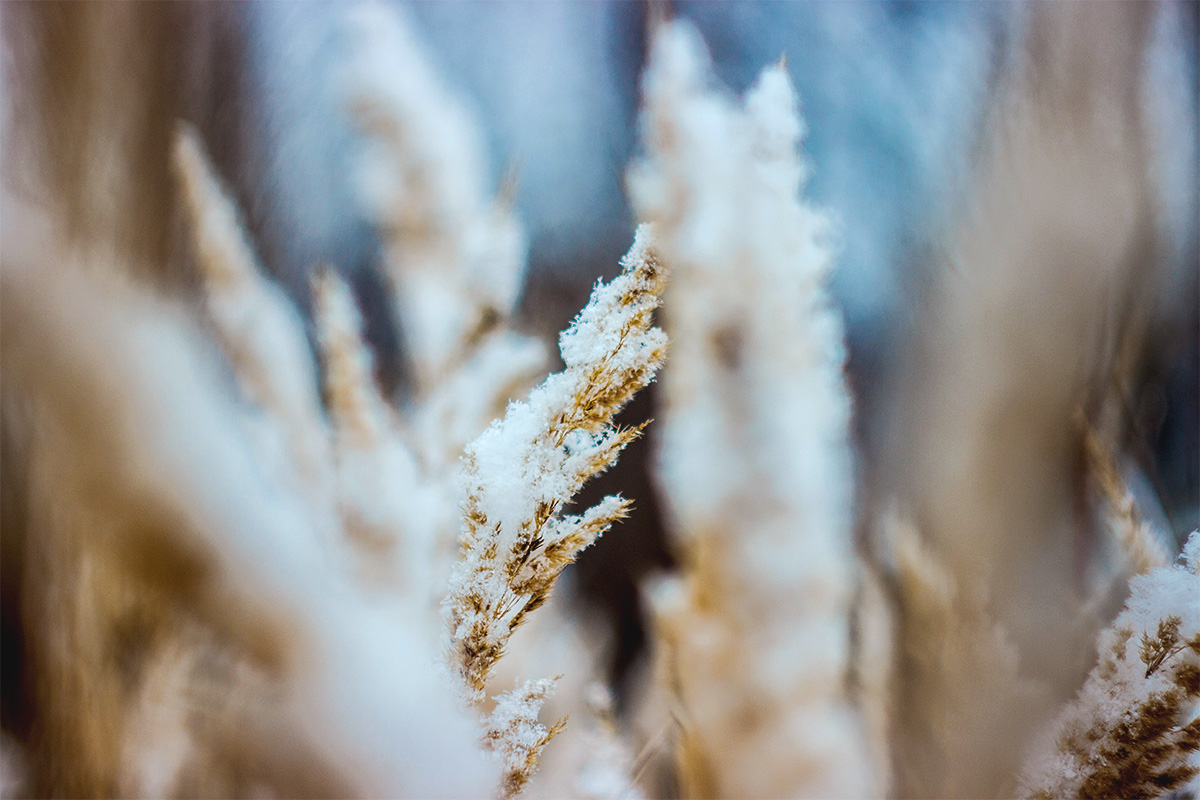 frost on wheat